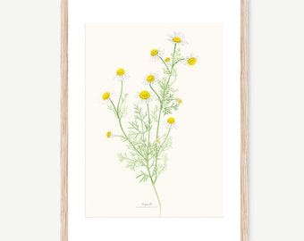 Medical and Aromatic Plants: Camomile -Chamaemelum nobile-, watercolour Illustration, Digital prints, Botanical Art, flower draw, wall deco