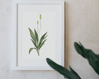 Art prints of watercolor handpainted Plantago. Drawings with watercolors and pictures of flowers - Home Decoration, Watercolor prints