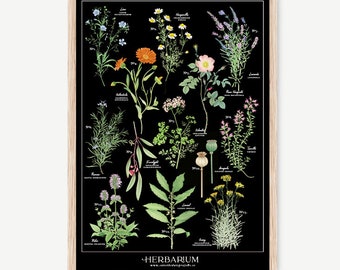 Aromatic Plants Herbarium black background watercolour Illustration, Elegant Deco, Art, Plants, Eucaliptus, Laurel, Manzanilla, Aromáticas,