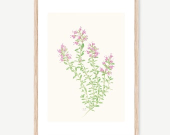 Medical and Aromatic Plants: Thyme -Thymus vulgaris-, watercolour Illustration, Digital prints, Botanical Art, flower draw, wall deco