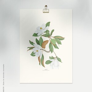 Magnolia watercolour, Botanical drawing, Botanical illustrations, Wall decoration, Decorative print, Kitchen frame, Vintage poster image 10