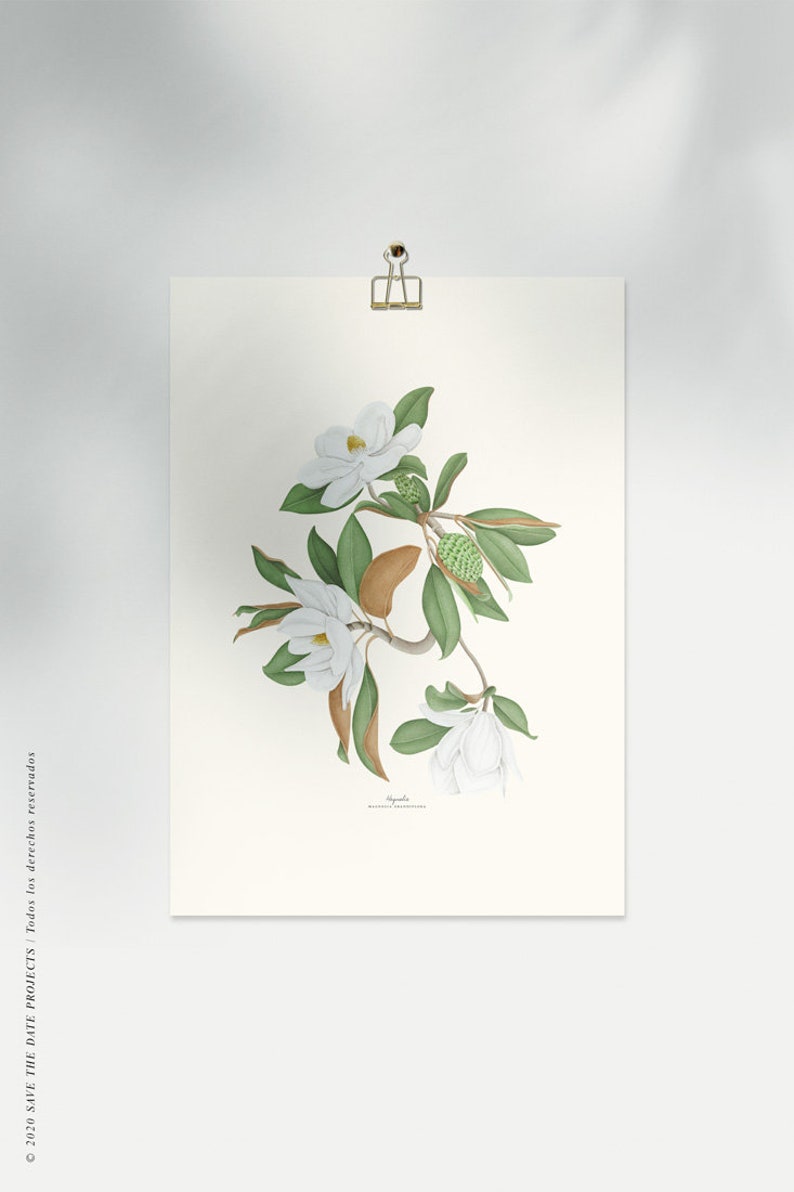 Magnolia watercolour, Botanical drawing, Botanical illustrations, Wall decoration, Decorative print, Kitchen frame, Vintage poster image 10