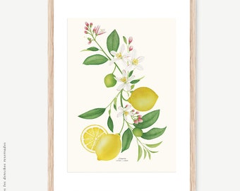 Lemon botanical watercolour, Botanical drawing, Botanical illustrations, Wall decoration, Decorative print, Kitchen frame, Bloom
