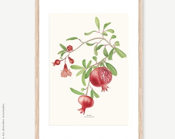 Pomegranate botanical watercolour, Botanical drawing, Botanical illustrations, Wall decoration, Decorative print, Punica granatum, Bloom