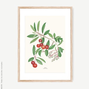Vintage Madroo Poster, Botanica, Disegno d&#39;epoca, Illustrazioni di frutta, Dipinti, Decorazione Murale, Foglio decorativo, Scatola cucina Madrid