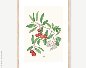 Arbutus botanical watercolour, Botanical drawing, Botanical illustrations, Wall decoration, Decorative print, Kitchen frame, Arbutus unedo