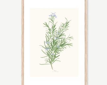 Medical and Aromatic Plants: Rosemary -Salvia rosmarinus-, watercolour Illustration, Digital prints, Botanical Art, flower draw, wall deco