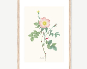 Medical and Aromatic Plants: Rosehip -Rosa eglanteria-, watercolour Illustration, Digital prints, Botanical Art, flower draw, wall deco