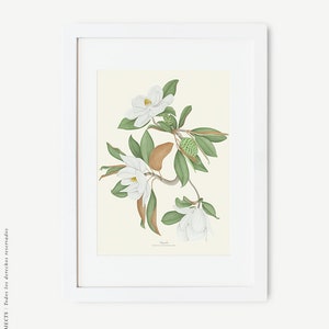 Magnolia watercolour, Botanical drawing, Botanical illustrations, Wall decoration, Decorative print, Kitchen frame, Vintage poster image 8