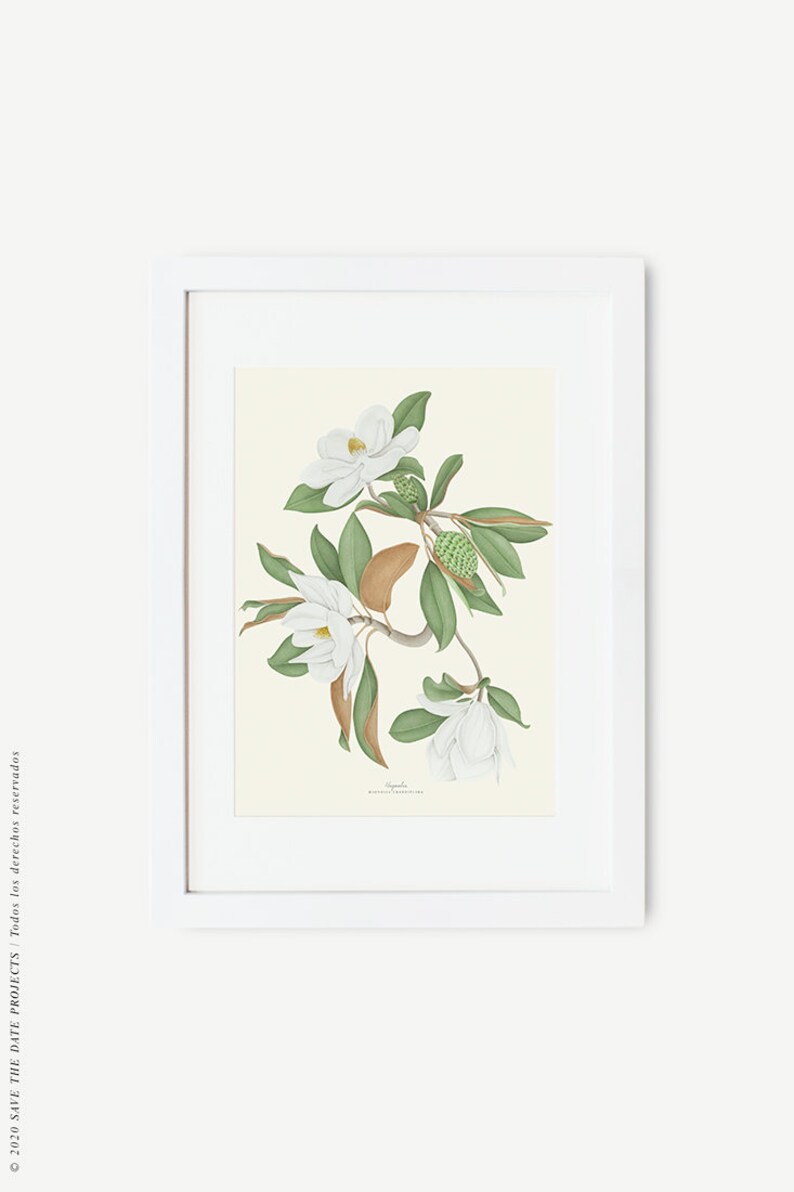 Magnolia watercolour, Botanical drawing, Botanical illustrations, Wall decoration, Decorative print, Kitchen frame, Vintage poster image 8