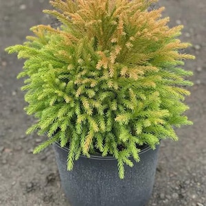 May include: A potted plant with vibrant green and golden-yellow foliage. The plant has a dense, rounded shape and is contained in a dark gray plastic pot. The plant's needles are fine and create a textured appearance.
