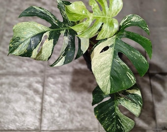 Monstera Jungle Mint Marble Variegated Live Plant | Free Phytosanitary Certificate