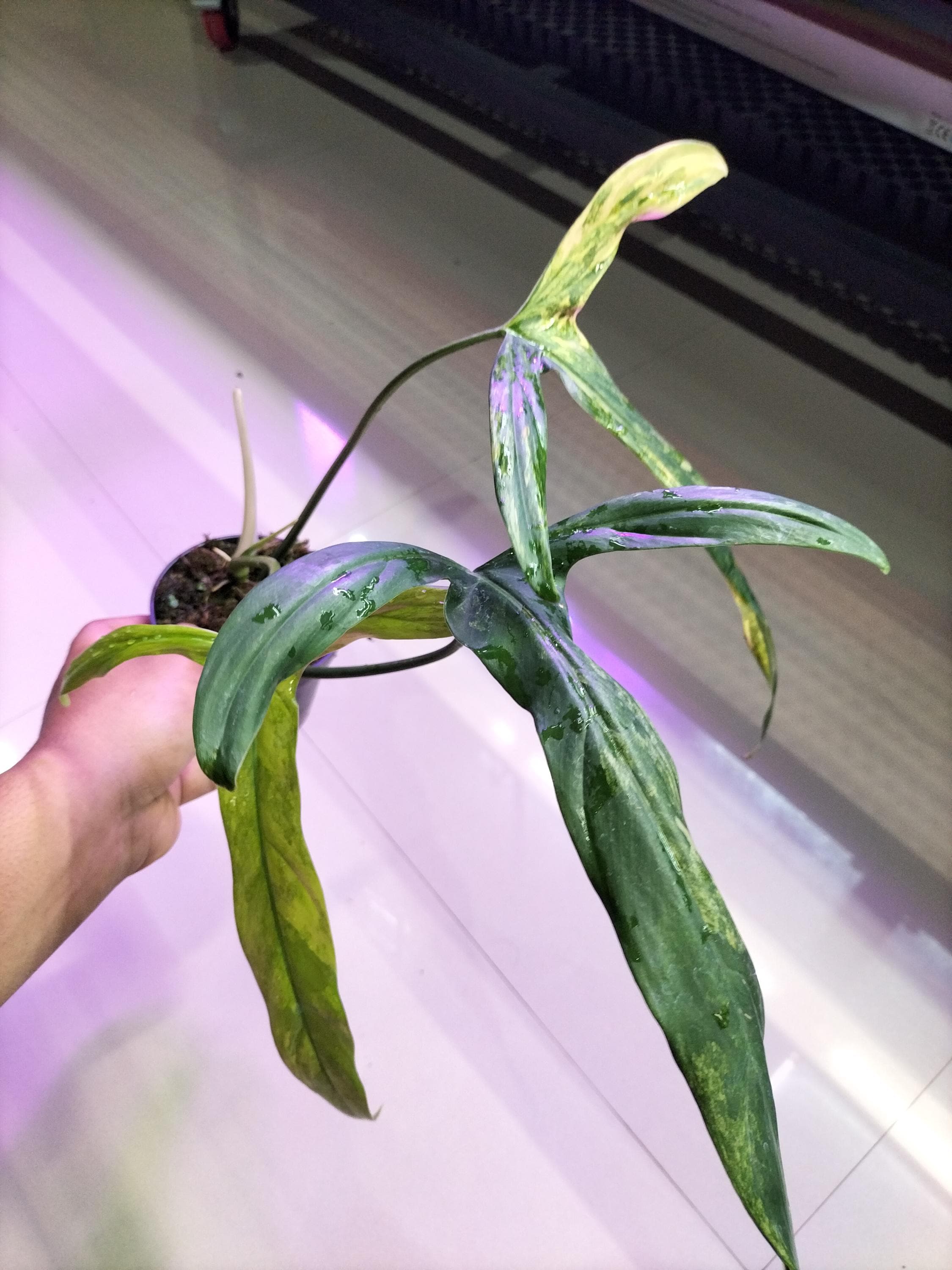 N*S様 Philodendron Holtonianum variegated Philodendron holtonianum variegated 6