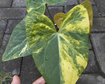 Anthurium Papillilaminum x Portillae Variegated Plant | Large Leaf Specimen