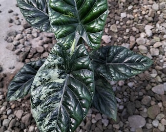 Alocasia Sinuata Variegated Real Picture Plant Live