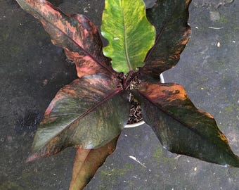 Anthurium Hookeri Red Black Silvit Variegated Size Large Real Picture Plant