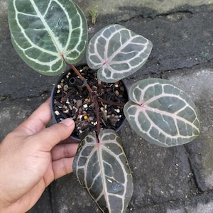 May include: Anthurium crystallinum plant in a black pot. The plant has large, dark green leaves with prominent white veining. The leaves have a heart shape. The plant is held by a hand.
