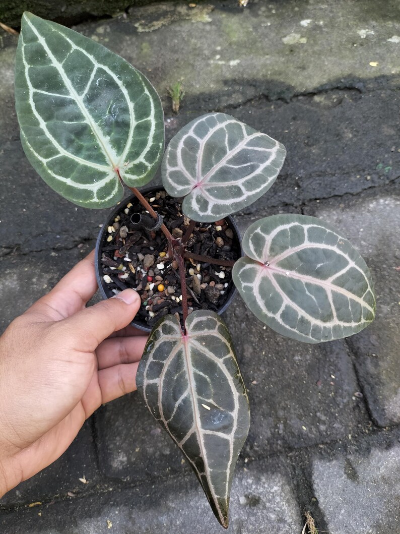 May include: Anthurium crystallinum plant in a black pot. The plant has large, dark green leaves with prominent white veining. The leaves have a heart shape. The plant is held by a hand.