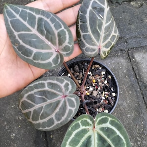 May include: A potted Anthurium crystallinum plant with dark green, heart-shaped leaves. The leaves have prominent white veining and a reddish-pink midrib. The plant is in a black pot, held by a hand, against a gray background.