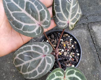 Plant Live Anthurium Michelle by Docblock Real Picture