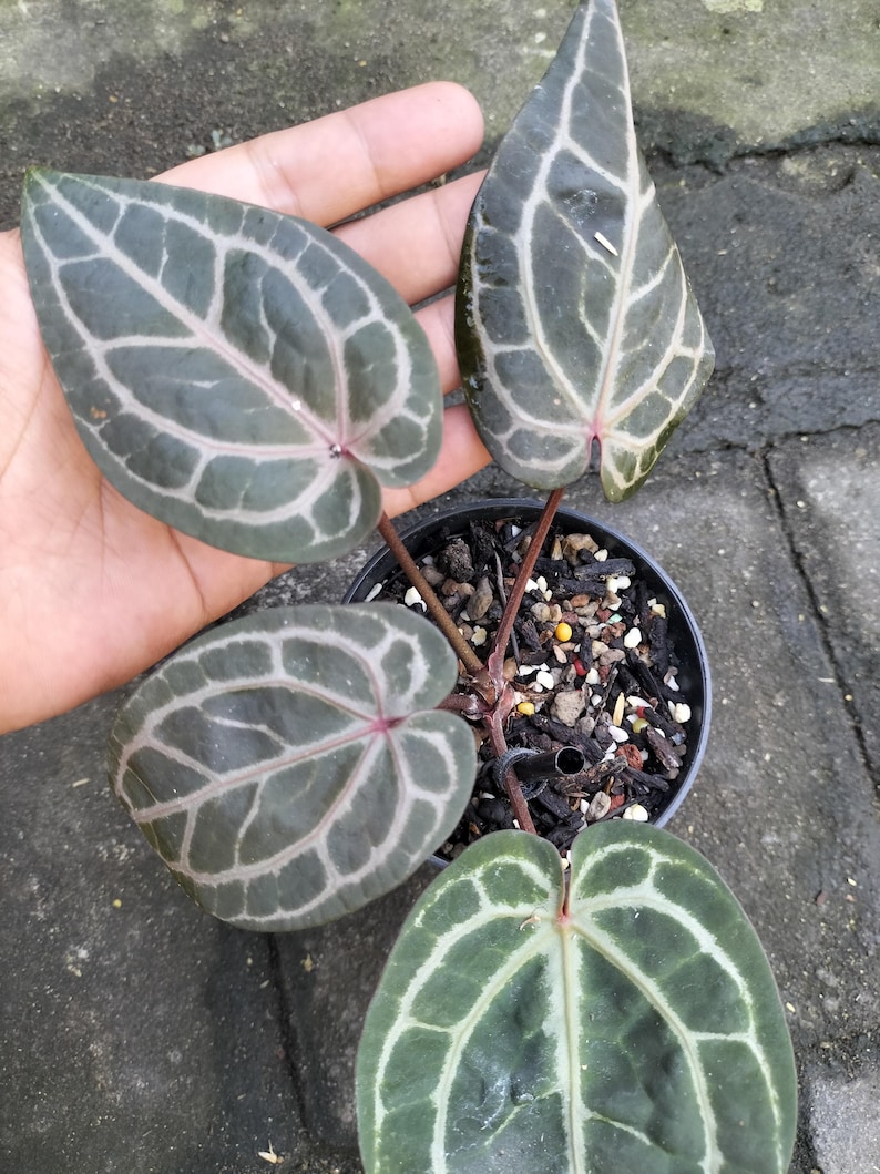 May include: A potted Anthurium crystallinum plant with dark green, heart-shaped leaves. The leaves have prominent white veining and a reddish-pink midrib. The plant is in a black pot, held by a hand, against a gray background.