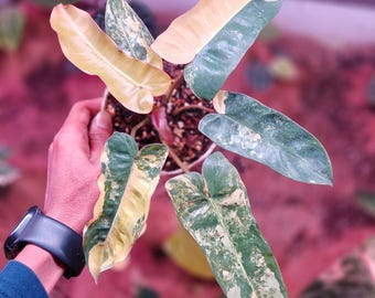 Philodendron Brown Beauty Variegated Beauty Mature Leaf Plant Real Picture