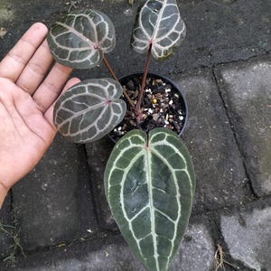 May include: Anthurium clarinervium plant in a black pot. The plant features large, dark green leaves with prominent white veining. The leaves have a heart shape. The plant is held by a hand, showing the size of the plant.
