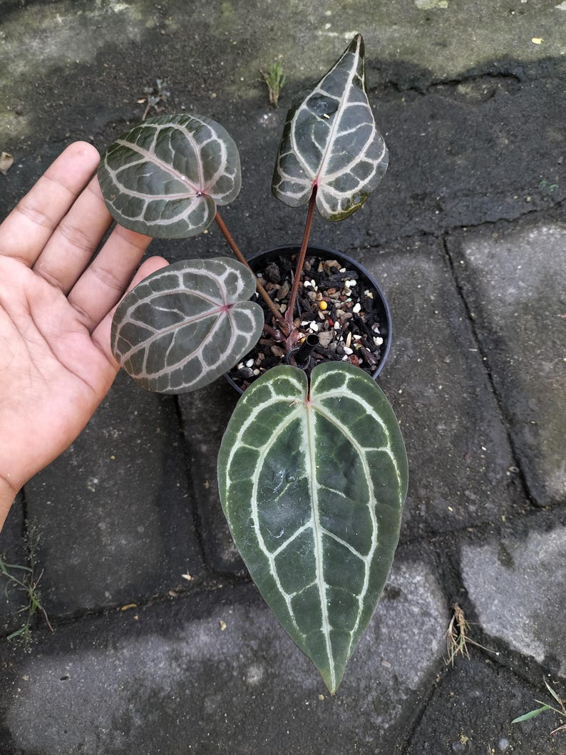 May include: Anthurium clarinervium plant in a black pot. The plant features large, dark green leaves with prominent white veining. The leaves have a heart shape. The plant is held by a hand, showing the size of the plant.