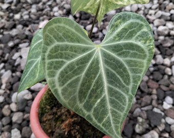 Anthurium King Clarinervium Variegated Three Leaf Mature Real Plant Live