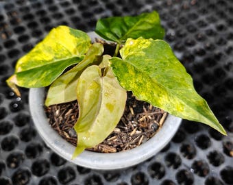 Anthurium Ace Of Spades x Anthurium Portillae Variegated Curly Leaf Plant Real Picture