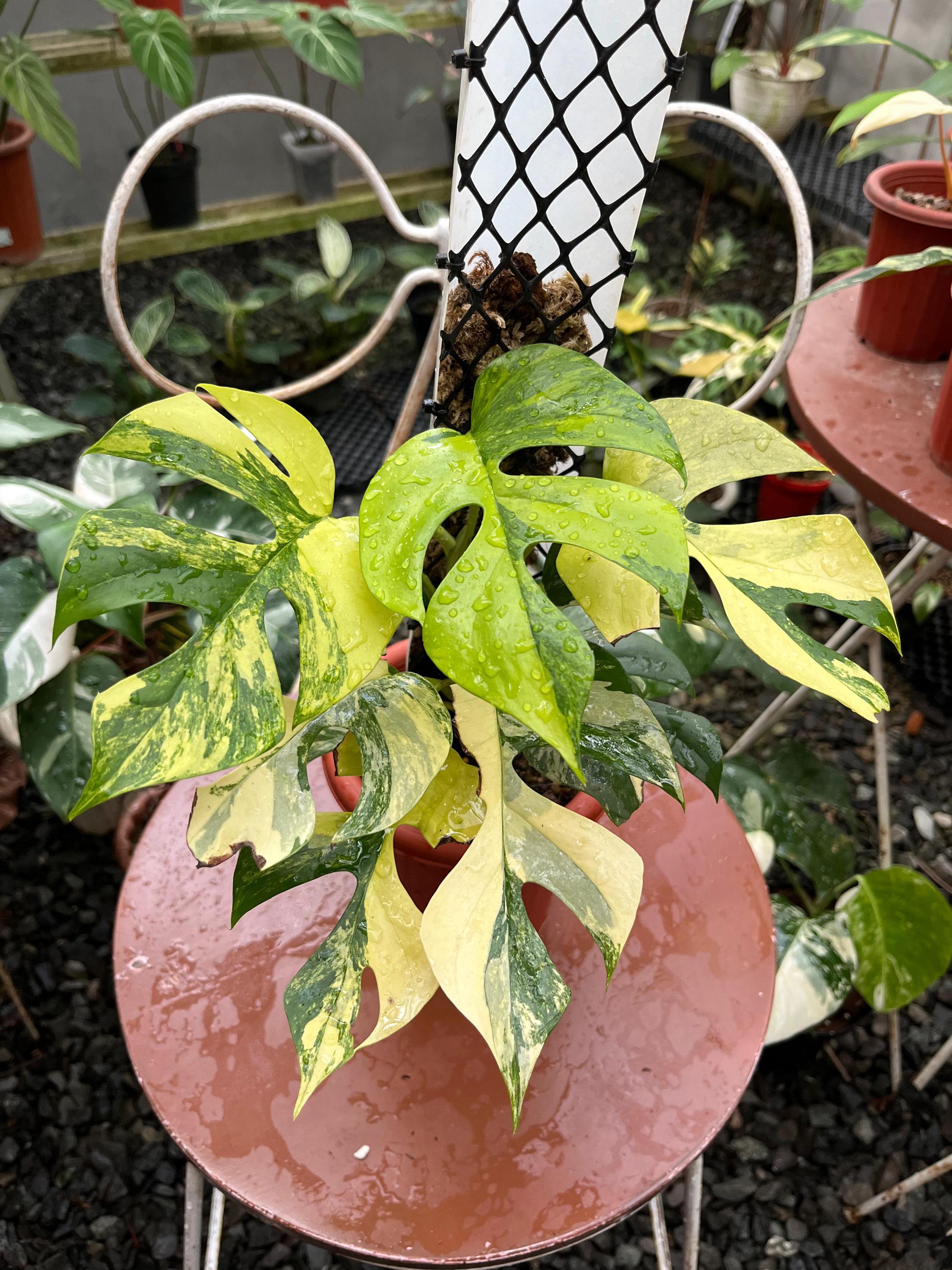 Syngonium Aurea Yellow Variegated - Etsy