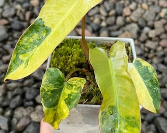 Philodendron Brown Beauty Variegated Beauty Leaf Plant