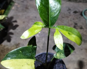 Thaumatophyllum Goeldii Variegated Small Real Picture Plant