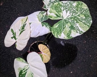 Plant Live Philodendron Gloriosum Albo Tricolor Variegated Size Large Leaf