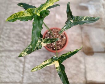 Plant Thaumatophyllum Angela Variegated Large Size Live Real