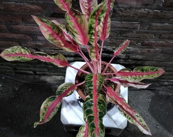 Aglaonema Mahardika Red Mutation Curly Large Size Plant
