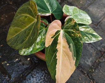 Anthurium Black Venom x Dressleri Variegated Live Plant | Unique Foliage Home Decor