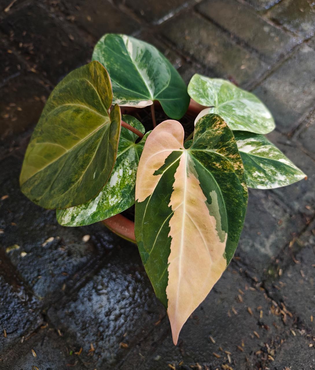 Anthurium dressleri - Etsy 日本