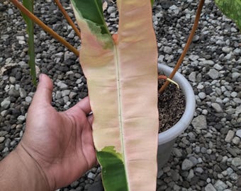 Philodendron Billietiae Pink Variegated Large Size Plant | Real Picture Rare