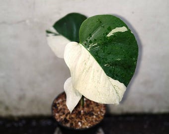 Monstera Jungle Mint Albo Halfmoon Variegated Three Leaf Live