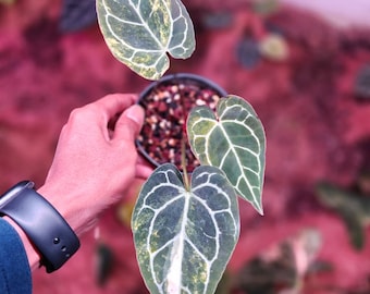 Anthurium Crystallinum Variegated Three Leaf Mature Plant Live | Real Picture