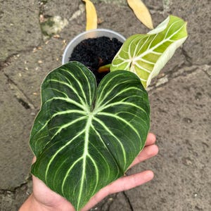 Anthurium Gloriosum - Etsy
