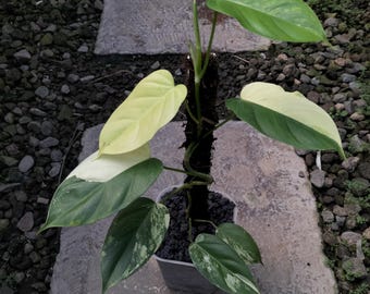 Philodendron Florida Beauty x Fuzzy Petiole Variegated Plant (Phytosanitary Certificate)