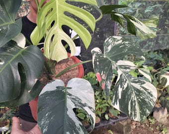 Monstera Jungle Mint Marble Variegated Big Size Leaf | Free Phytosanitary Certificate