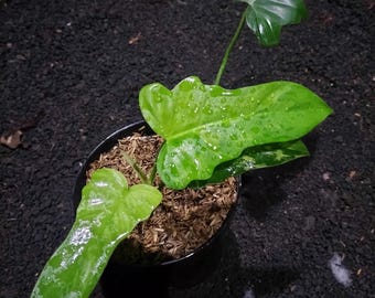 PLANT live Philodendron Golden Dragon Mint Variegated Four Leaf