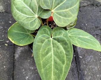 Anthurium Bvep x Anthurium Papillilaminum Variegated Mint Real Picture Live