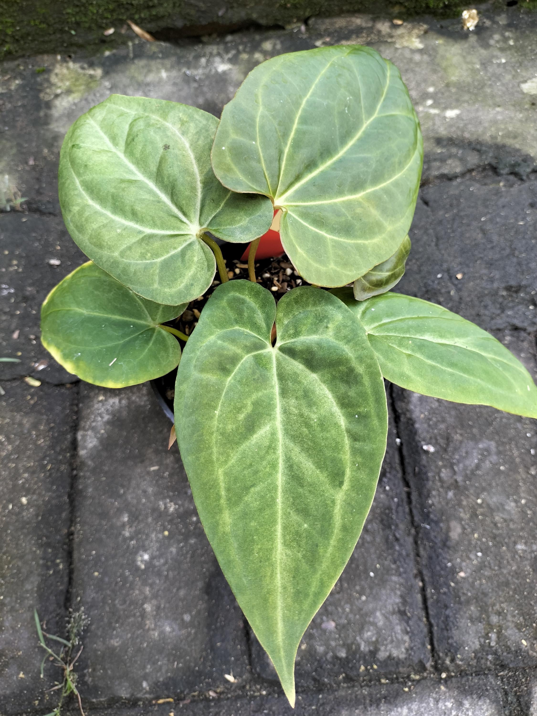 Anthurium papillilaminum - Etsy 日本