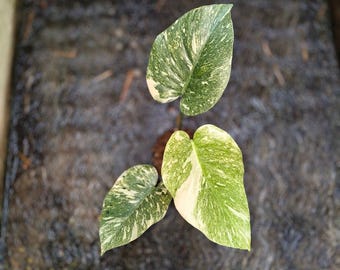 Monstera Legacy Diamond Variegated Real Plant Live