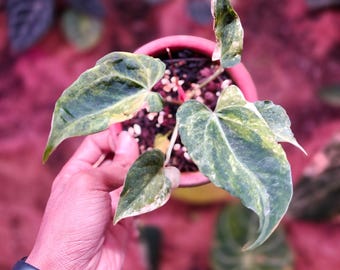 Live Anthurium Papillilaminum x Magnificum Variegated Curly Plant Beauty