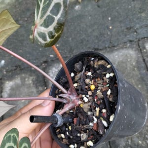 May include: A potted plant with dark green leaves featuring a unique pattern of light green veins. The plant is in a black plastic pot filled with soil and small rocks. A black tube is attached to the plant's stem.